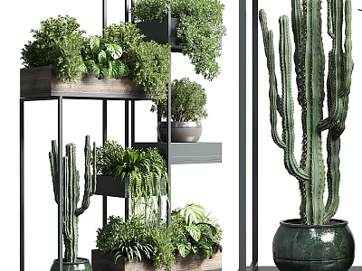 Stylish Garden Decor With Multi Layered Plant Shelves And Cacti Green Plants 3d model