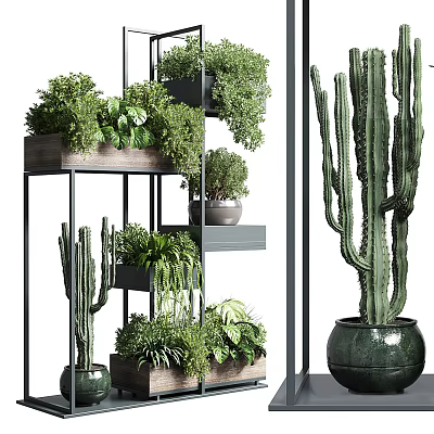 Stylish Garden Decor With Multi Layered Plant Shelves And Cacti Green Plants 3d model