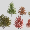 Different Deciduous Tree Varieties with Green Red and Orange Foliage for Landscaping