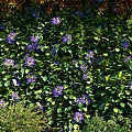 Flowers And Plants On Brick Wall With Climbing Vines Purple Blooms Green Shrubs Colorful Pebbles