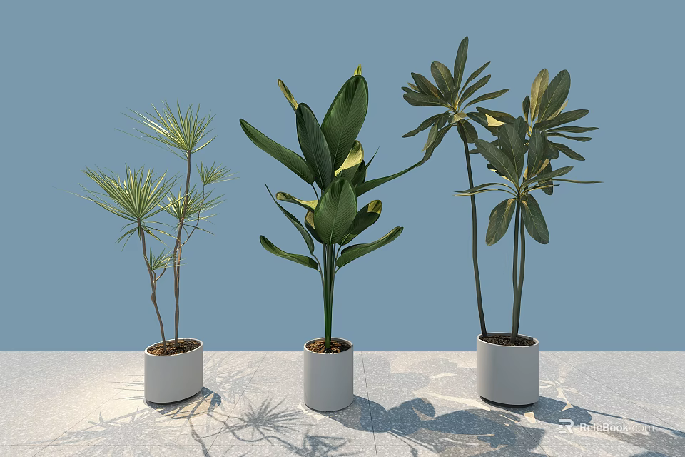 Bonsai Potted Plants With Different Leaf Varieties In White Pots Against Light Blue Background 3d model 
