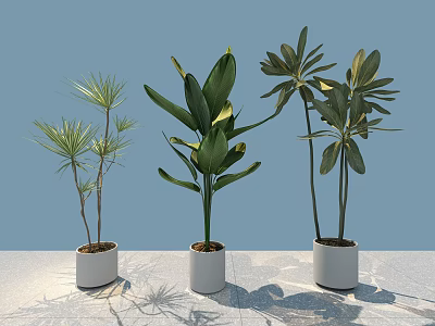 Bonsai Potted Plants With Different Leaf Varieties In White Pots Against Light Blue Background 3d model