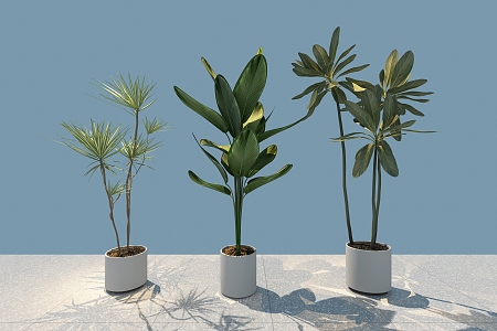 green plant potted tree 3d model