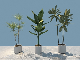 green plant potted tree 3d model