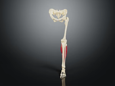 Human Leg Skeleton Muscles Anatomical Structure 3D Rendering Educational Model 3d model