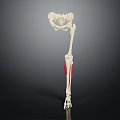Human Leg Skeleton Muscles Anatomical Structure 3D Rendering Educational Model
