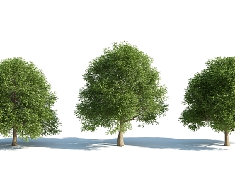 The Modern Tree 3d model