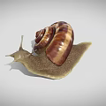 Brown and Yellow Striped Snail With Spiral Shell and Antennae on White Background