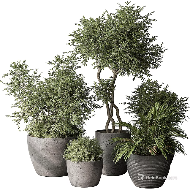 Potted Bonsai Plants With Various Green Foliage In Modern Ceramic Pots 3d model 