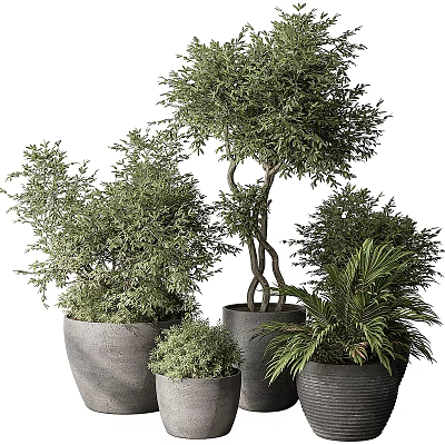 Potted Bonsai Plants With Various Green Foliage In Modern Ceramic Pots 3d model