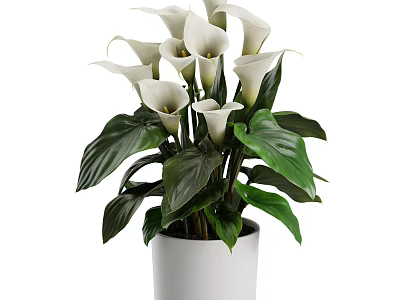 Fresh White Calla Lilies in White Vase with Green Leaves and Lush Foliage 3d model