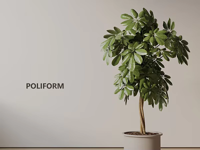 Indoor Bonsai Plant With Lush Green Leaves In White Pot Against Light Wall 3d model