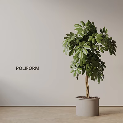 Indoor Bonsai Plant With Lush Green Leaves In White Pot Against Light Wall 3d model