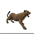 Realistic Tan Fur Lioness Standing With Open Mouth In Roaring Posture And Smooth Texture