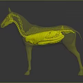 Transparent Horse Anatomical Model Showing Internal Organs And External Hair Structure