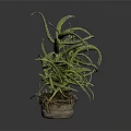 Aloe Vera Plant With Green Spiky Leaves In Terracotta Pot For Indoor Decor