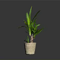 Green Leafy Indoor Plant In Beige Woven Pot Against Dark Background