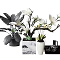 Indoor Bonsai Potted Plants With White Flowers And Decorative Black White Containers