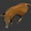 Orange Pig in Sitting Posture on Dark Reflective Floor with Realistic Skin Texture