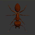 Detailed Red Ant 3D Model With Realistic Features And Long Antennae 3d model