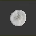 Large White Mushroom With Umbrella Shaped Cap And Textured Stem On Gray Background