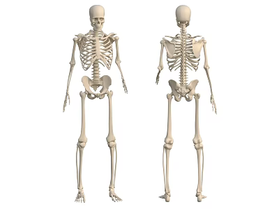 Full Body Human Skeleton Models With Front And Back Anatomical Views 3d model Full Body Human Skeleton Models With Front And Back Anatomical Views 3d model