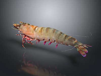 Detailed Striped Shrimp With Glossy Body Red Legs And Reflection On Dark Background 3d model