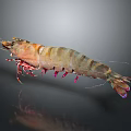 Detailed Striped Shrimp With Glossy Body Red Legs And Reflection On Dark Background