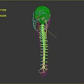 3D Human Head Organ Anatomical Model With Detailed Spine Structure 3d model