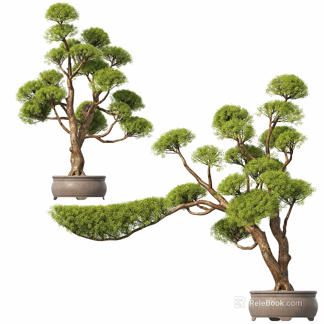Bonsai Trees With Artistic Curved Branches And Lush Green Foliage In Decorative Pots 3d model 