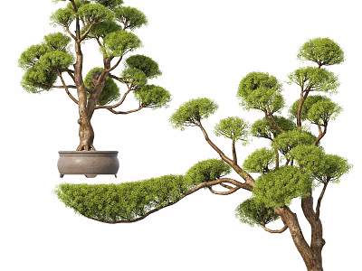 Bonsai Trees With Artistic Curved Branches And Lush Green Foliage In Decorative Pots 3d model