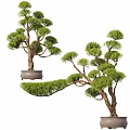 Bonsai Trees With Artistic Curved Branches And Lush Green Foliage In Decorative Pots