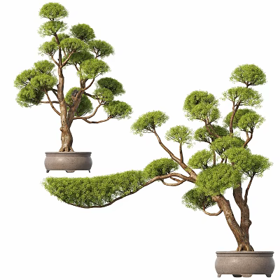 Bonsai Trees With Artistic Curved Branches And Lush Green Foliage In Decorative Pots 3d model