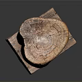 Organic Plant Stump With Natural Wood Texture Placed On Wooden Base Stand