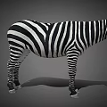 Detailed Realistic Zebra With Bold Black And White Stripes Standing On Neutral Gray Background