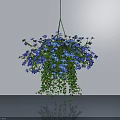 Lush Hanging Basket Plant With Blue Flowers And Trailing Green Leaves Against Light Wall