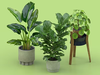 Various Decorative Indoor Potted Plants With Large Leaves In Cement Planters And Wooden Stand 3d model