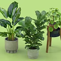 Various Decorative Indoor Potted Plants With Large Leaves In Cement Planters And Wooden Stand