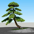 Curved Trunk Pine Tree With Lush Green Foliage On Green Grass And Gray Stone Pavement