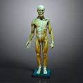 Detailed Human Anatomical Head Model Showing Skull Facial Muscles And Bone Structure