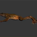 Orange and Brown Patterned Frog Stretched Out on Dark Background with Detailed Skin Texture