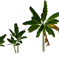 Tropical Banana Trees In Various Sizes With Green Leaves And Yellowing Foliage