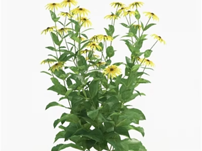 Vibrant Yellow Flowers with Green Leaves in Lush Natural Garden Setting 3d model