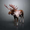 Moose With Large Pink Antlers And Brown White Fur Standing On Gray Background