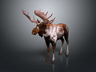 Moose With Large Pink Antlers And Brown White Fur Standing On Gray Background 3d model