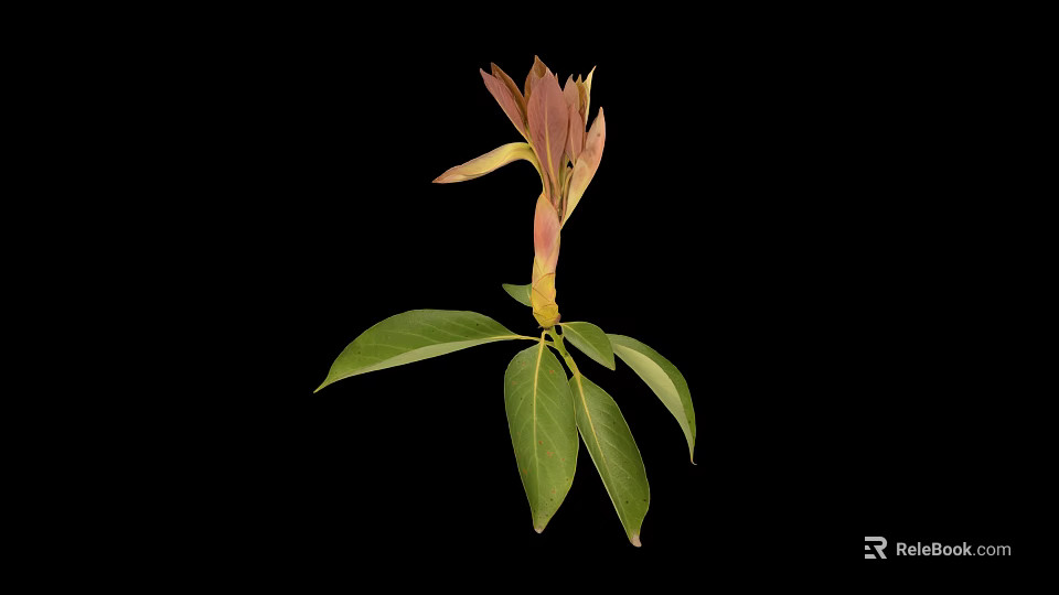 Green Leafy Plant With Pinkish Red Buds And Yellow Stem On Black Background 3d model 