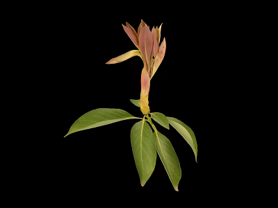 Green Leafy Plant With Pinkish Red Buds And Yellow Stem On Black Background 3d model