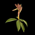 Green Leafy Plant With Pinkish Red Buds And Yellow Stem On Black Background