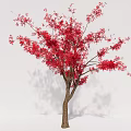 Two Arbor Trees With Red Blossoms And Brown Trunks In White Setting 3d model