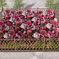 Garden Landscape With Square Flower Bed Wooden Lattice Fence And Pink Purple Flowers